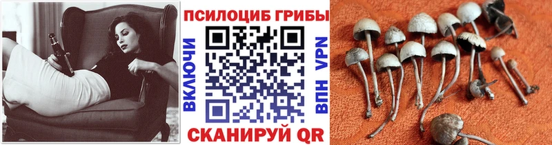 kraken маркетплейс  Жуковка  Галлюциногенные грибы прущие грибы 